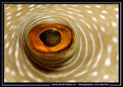 The eye... :O) by Michel Lonfat 